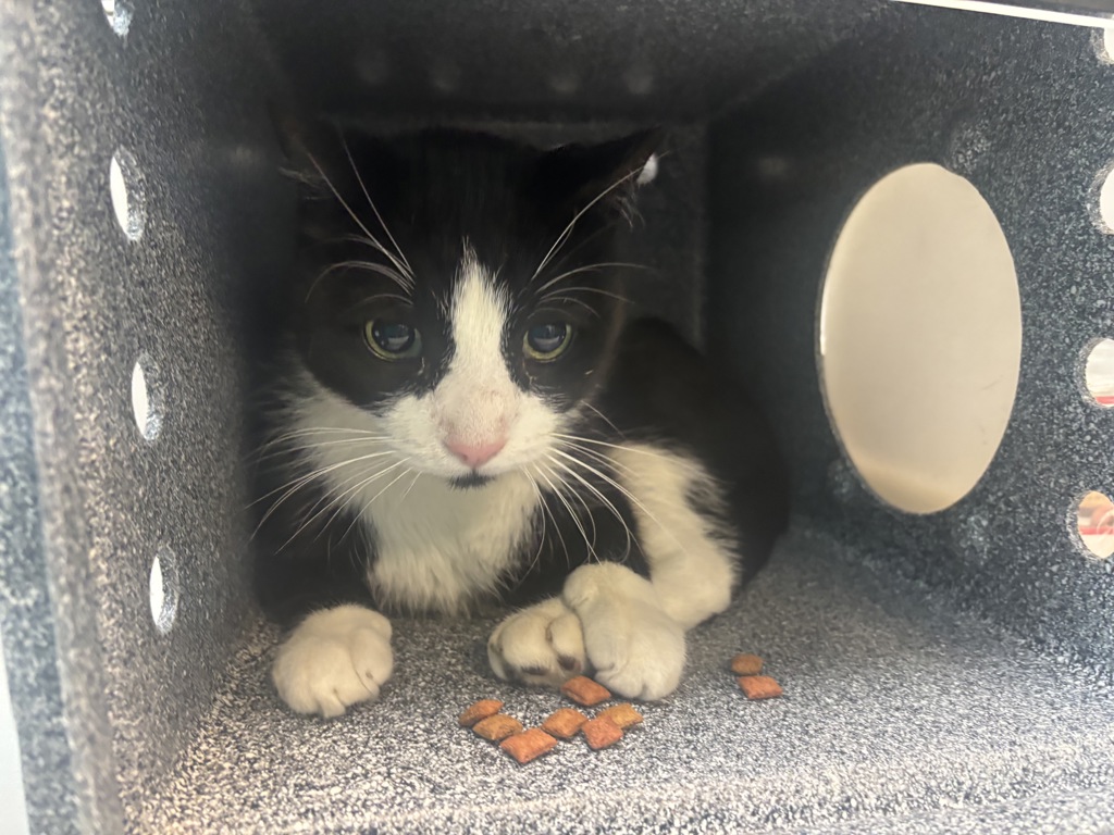 Shelter Stray Unknown Cat last seen Utica Avenue, BROOKLYN, NY, 11213, 326 E 110th St, New York, NY 10029, USA