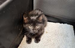 Shelter Stray Unknown Cat last seen Near Radcliff Avenue, BRONX, NY, 10469, 326 E 110th St, New York, NY 10029, USA