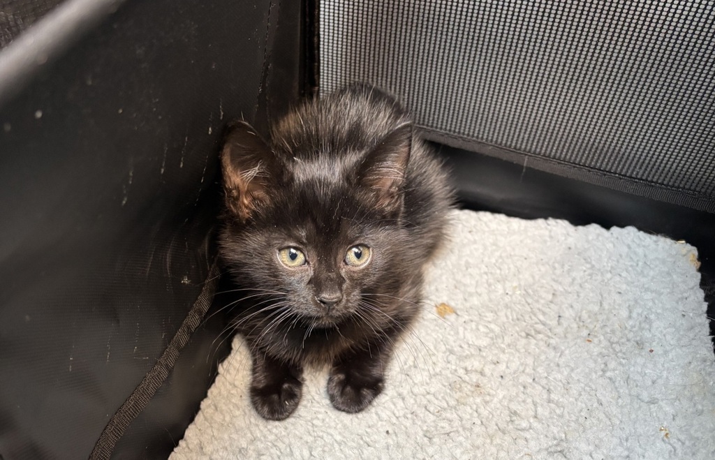 Shelter Stray Unknown Cat last seen Near Radcliff Avenue, BRONX, NY, 10469, 326 E 110th St, New York, NY 10029, USA