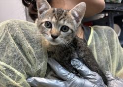 Shelter Stray Unknown Cat last seen Near Radcliff Avenue, BRONX, NY, 10469, 326 E 110th St, New York, NY 10029, USA