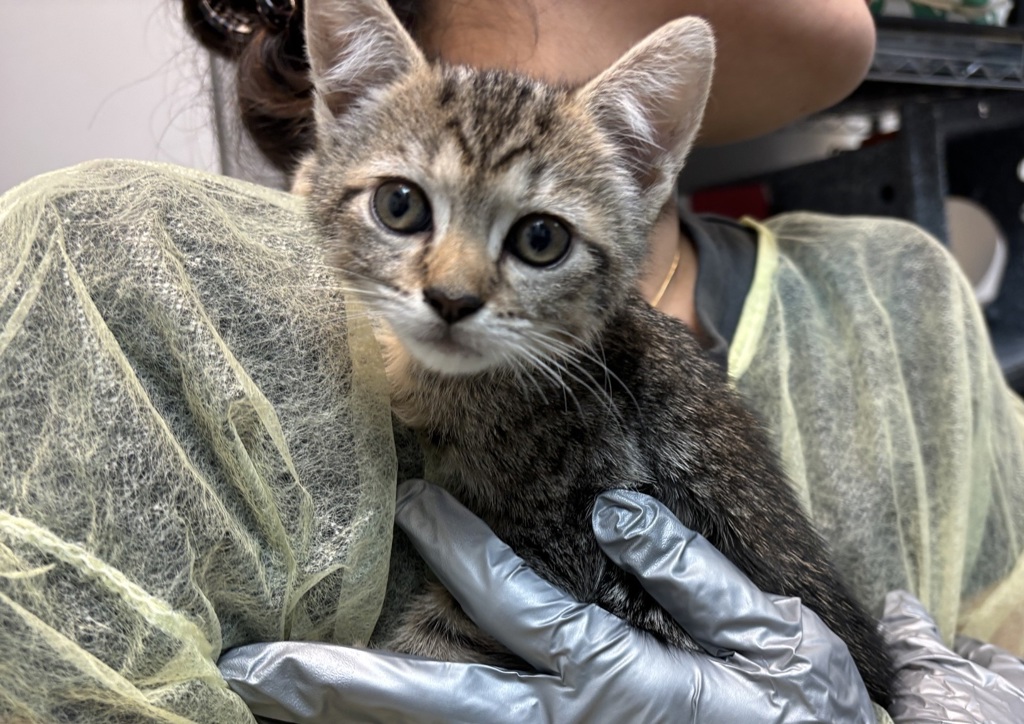 Shelter Stray Unknown Cat last seen Near Radcliff Avenue, BRONX, NY, 10469, 326 E 110th St, New York, NY 10029, USA