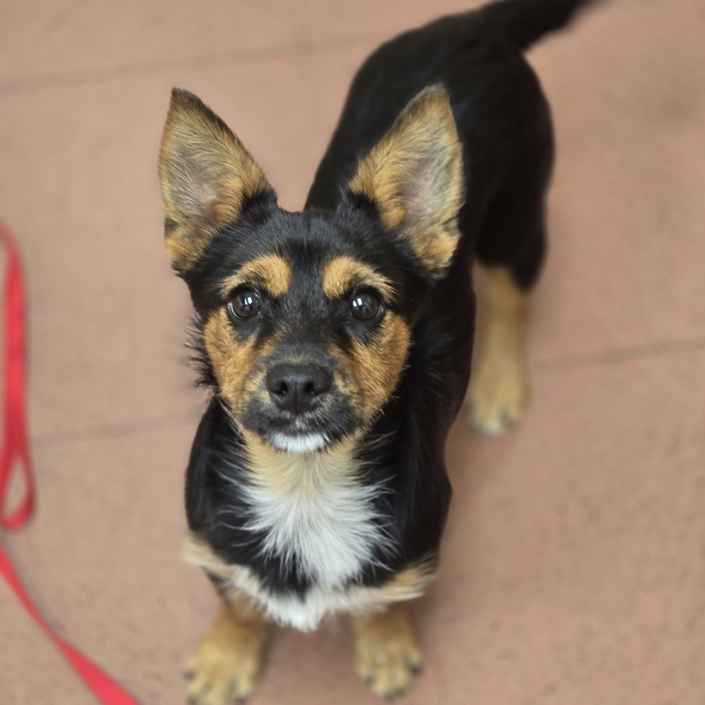 Shelter Stray Unknown Dog last seen South on P St., LIVERMORE, CA, 94550, 8323 Baldwin St, Oakland, CA 94621, USA
