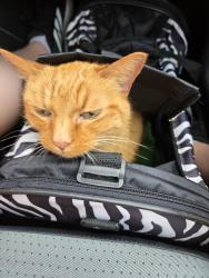 Reunited Female Cat last seen N Hickory Street and NW 80th terrace, Kansas City, MO 64118
