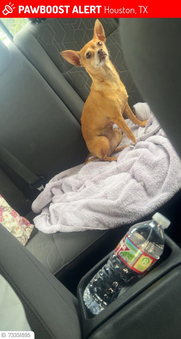 Lost Female Dog last seen By Kennedy elementary, Houston, TX 77072