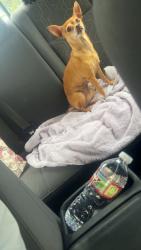 Lost Female Dog last seen By Kennedy elementary, Houston, TX 77072