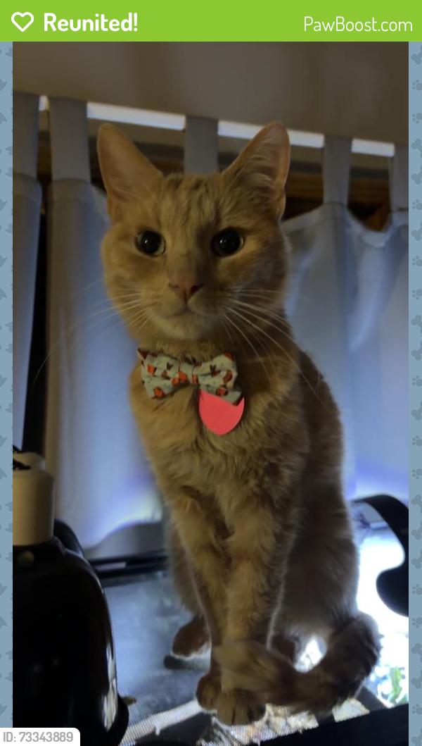 Reunited Male Cat last seen Dollar General, Waterloo, IA 50701