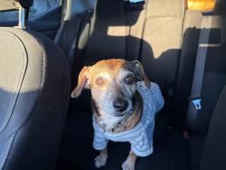 Lost Male Dog last seen Mission Ridge, Sequioa Park, Cottage Park,, Manteca, CA 95337