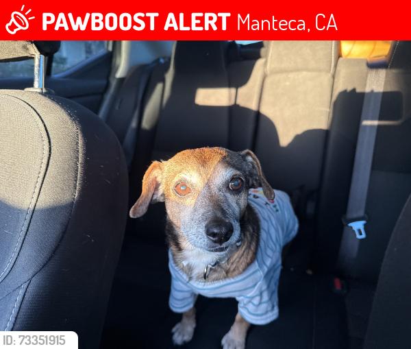 Lost Male Dog last seen Mission Ridge, Sequioa Park, Cottage Park,, Manteca, CA 95337