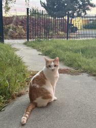 Lost Female Cat last seen Near s 300 w, South Salt Lake, UT 84115