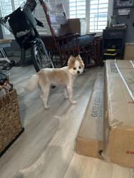 Reunited Male Dog last seen SW 103 Place, Mismi, Gl 33165, Miami-Dade County, FL 33157