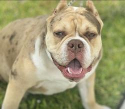 Reunited Male Dog last seen Whataburger, Spring, TX 77379