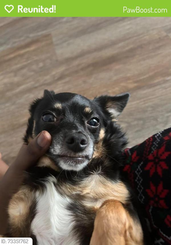 Reunited Male Dog last seen Near SW Cameo Blvd, Port St. Lucie, FL 34953, USA, Port St. Lucie, FL 34953