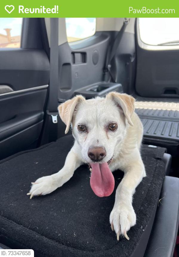 Reunited Unknown Dog last seen Buffalo Springs Drive, Montgomery, TX 77356