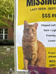 Lost Male Cat last seen Farmington city hall building, Farmington, UT 84025
