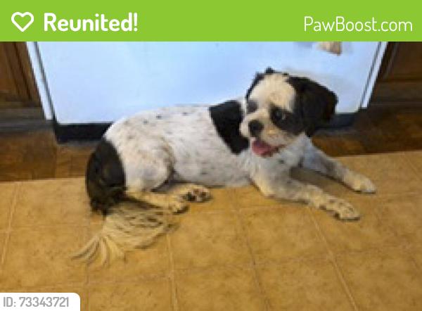 Reunited Male Dog last seen 86th and Memphis, Lubbock, TX, Lubbock, TX 79423