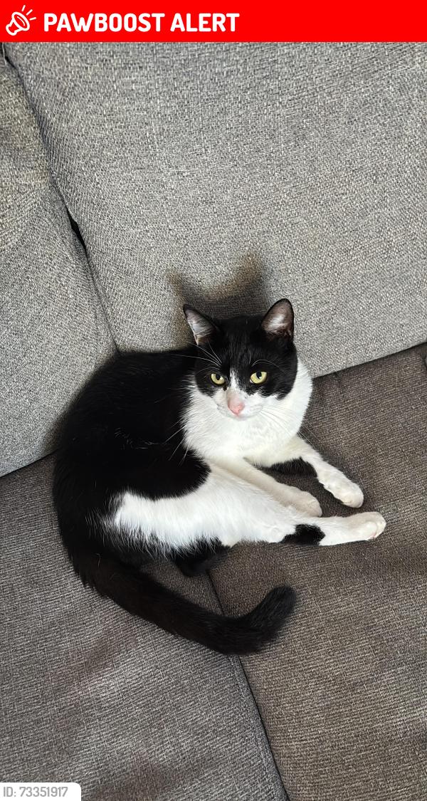 Lost Male Cat last seen Back garden at 37 Stockwell Road, Greater London, England SW9 9QB