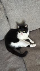Lost Male Cat last seen Back garden at 37 Stockwell Road, Greater London, England SW9 9QB
