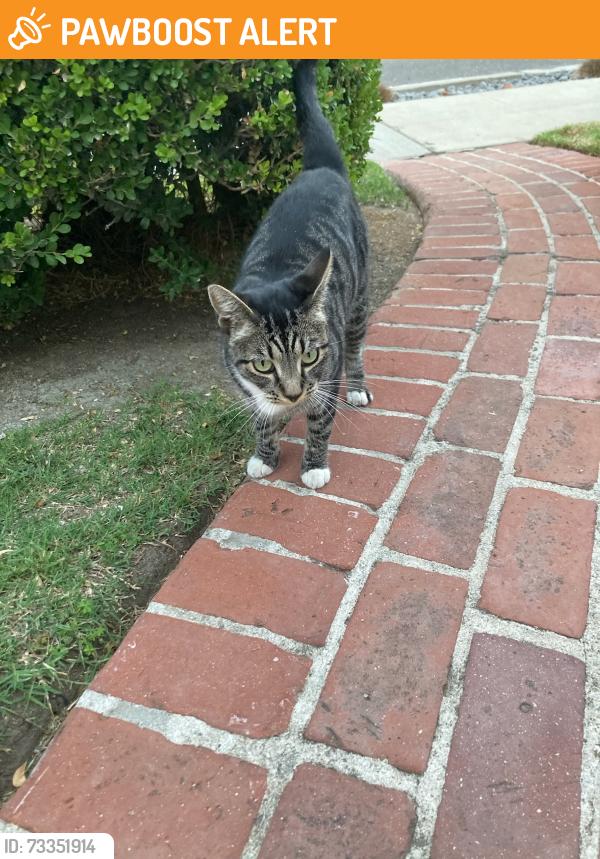 Found/Stray Unknown Cat last seen Olympiad Dr and South Mullen Ave, View Park-Windsor Hills, CA 90043
