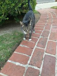 Found/Stray Unknown Cat last seen Olympiad Dr and South Mullen Ave, View Park-Windsor Hills, CA 90043