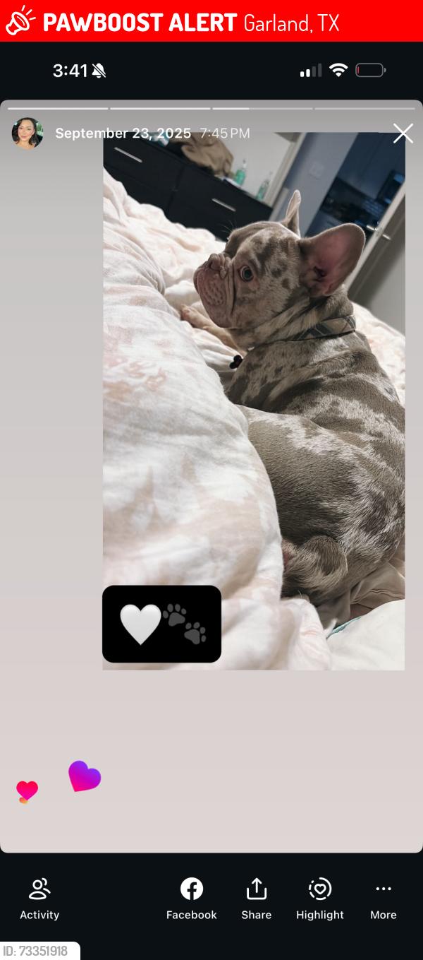 Lost Male Dog last seen Crystal lake, bobtown, Garland, TX 75040