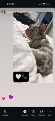 Lost Male Dog last seen Crystal lake, bobtown, Garland, TX 75040