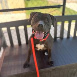 Shelter Stray Male Dog last seen , Animal Care & Control Team of Philly, 111 W Hunting Park Ave, Philadelphia, PA 19140, USA