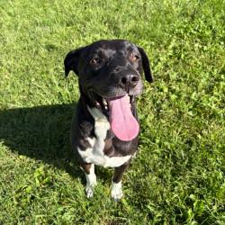 Shelter Stray Male Dog last seen , 167 Conklin Ave, Binghamton, NY 13903, USA