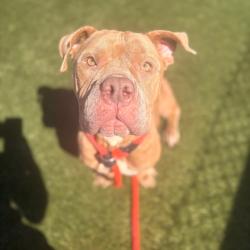Shelter Stray Female Dog last seen , Animal Care & Control Team of Philly, 111 W Hunting Park Ave, Philadelphia, PA 19140, USA