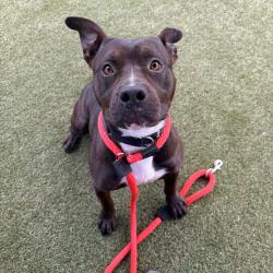 Shelter Stray Male Dog last seen , Animal Care & Control Team of Philly, 111 W Hunting Park Ave, Philadelphia, PA 19140, USA