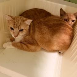 Shelter Stray Unknown Cat last seen , Animal Care & Control Team of Philly, 111 W Hunting Park Ave, Philadelphia, PA 19140, USA