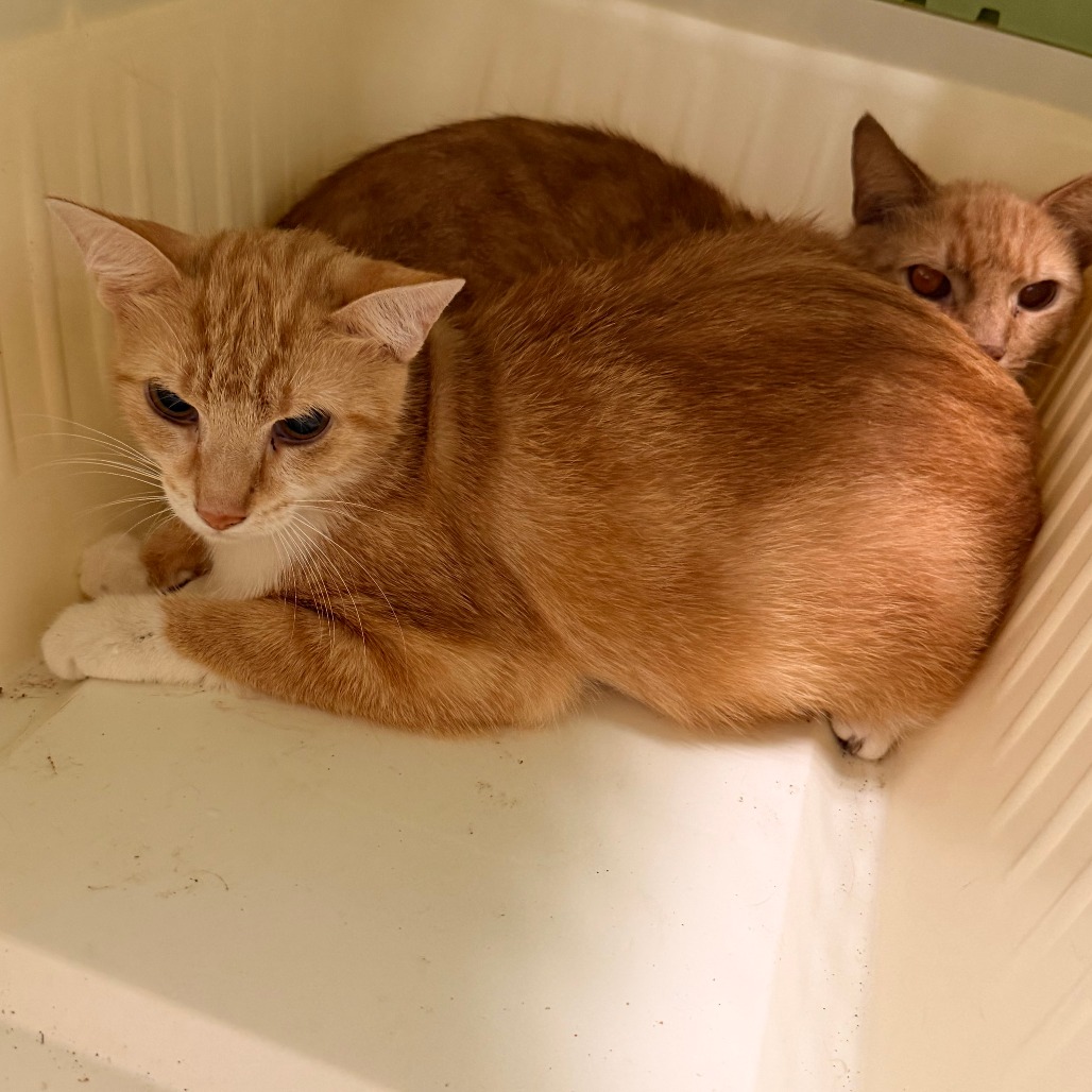 Shelter Stray Unknown Cat last seen , Animal Care & Control Team of Philly, 111 W Hunting Park Ave, Philadelphia, PA 19140, USA