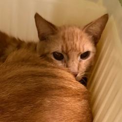 Shelter Stray Unknown Cat last seen , Animal Care & Control Team of Philly, 111 W Hunting Park Ave, Philadelphia, PA 19140, USA