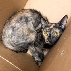 Shelter Stray Female Cat last seen , Animal Care & Control Team of Philly, 111 W Hunting Park Ave, Philadelphia, PA 19140, USA
