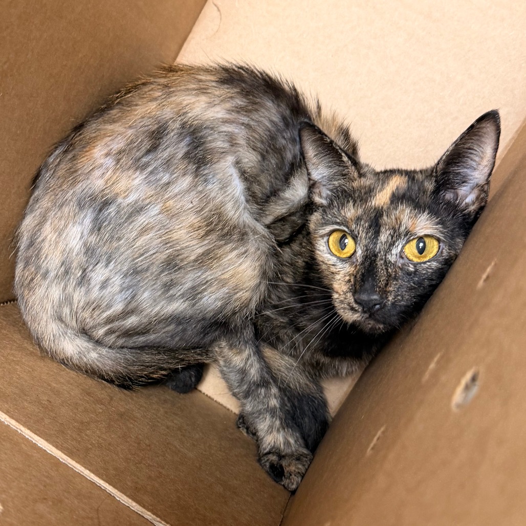 Shelter Stray Female Cat last seen , Animal Care & Control Team of Philly, 111 W Hunting Park Ave, Philadelphia, PA 19140, USA