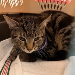 Shelter Stray Male Cat last seen , Animal Care & Control Team of Philly, 111 W Hunting Park Ave, Philadelphia, PA 19140, USA