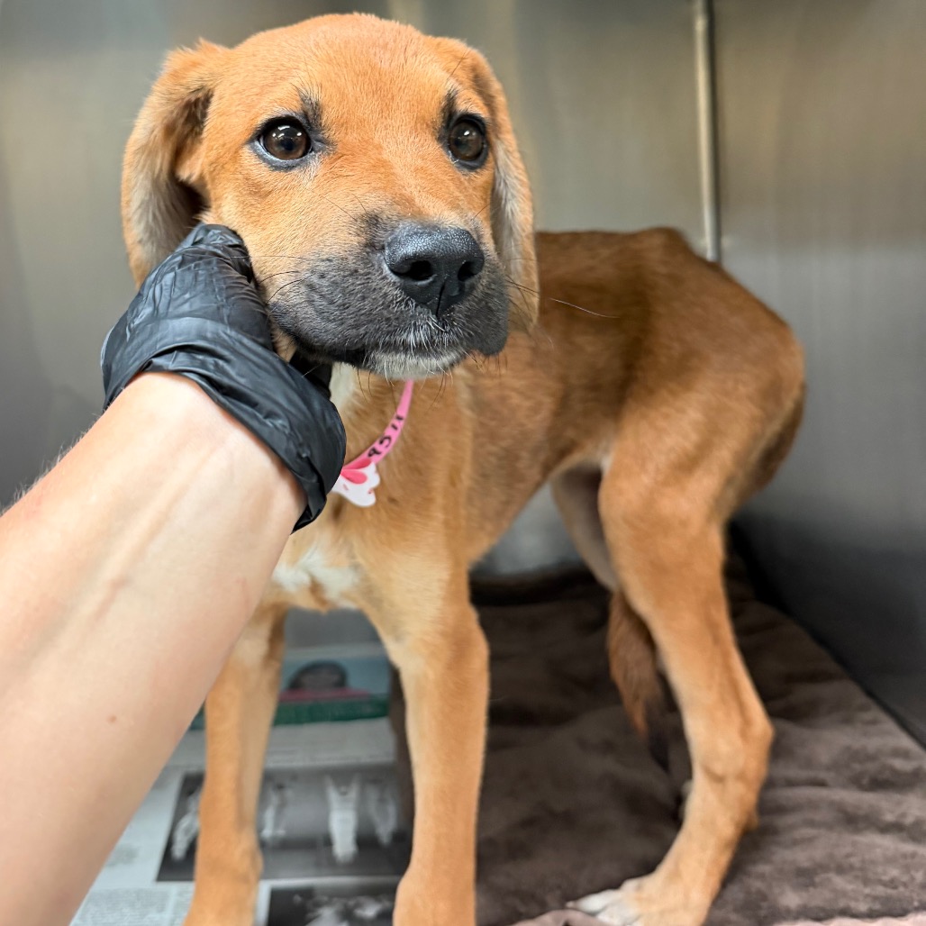 Shelter Stray Female Dog last seen , 2350 Appling City Cove, Memphis, TN 38133, USA