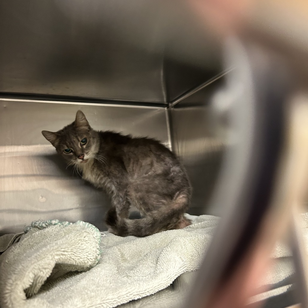 Shelter Stray Female Cat last seen , 3173 K-68 Hwy, Ottawa, KS 66067, USA