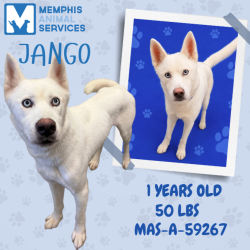 Shelter Stray Male Dog last seen , 2350 Appling City Cove, Memphis, TN 38133, USA