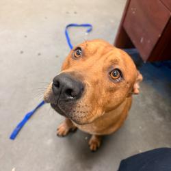 Shelter Stray Male Dog last seen , 2350 Appling City Cove, Memphis, TN 38133, USA