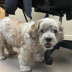 Shelter Stray Female Dog last seen , 361 S Raymond Ave, Pasadena, CA 91105, USA