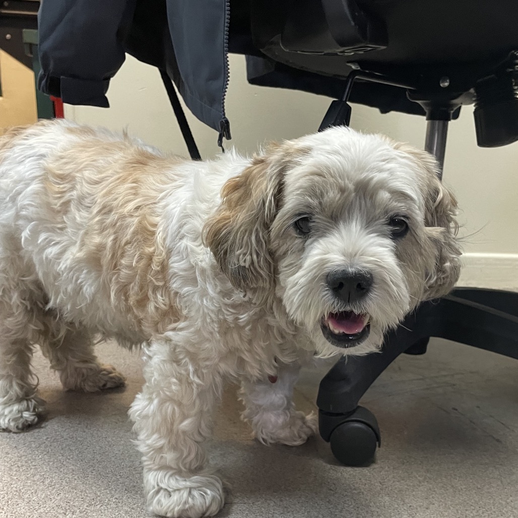 Shelter Stray Female Dog last seen , 361 S Raymond Ave, Pasadena, CA 91105, USA