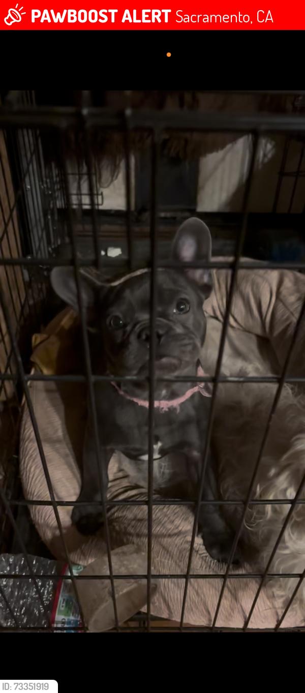 Lost Female Dog last seen Kane Ave, Sacramento, CA 95835