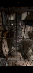 Lost Female Dog last seen Kane Ave, Sacramento, CA 95835