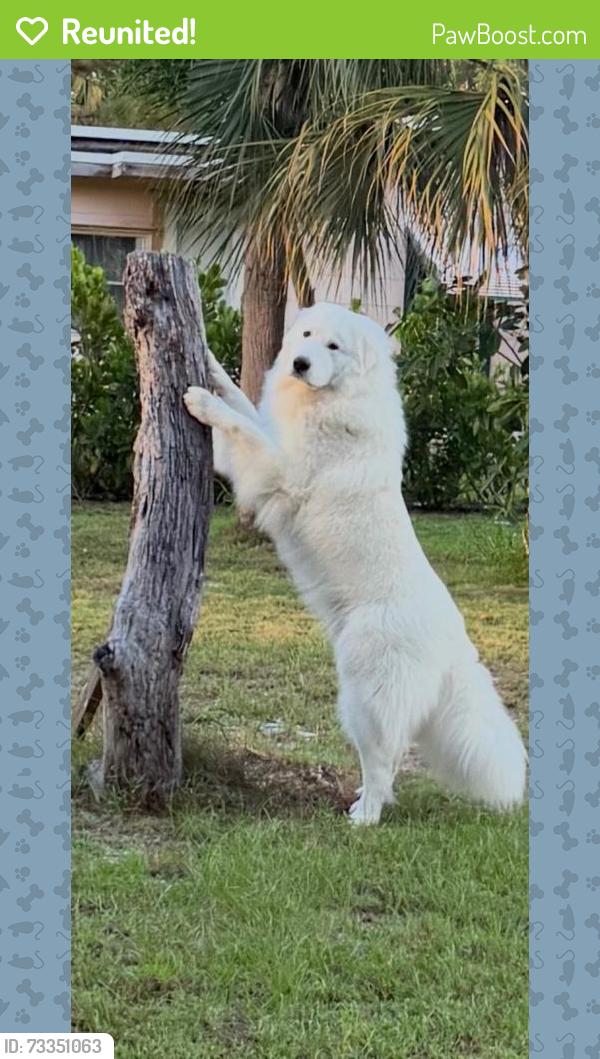 Reunited Male Dog last seen Concha joes, Jensen Beach, FL 34957