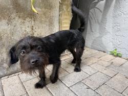 Found/Stray Female Dog last seen NW 20th Street, Fort Lauderdale, FL 33311