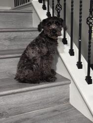 Lost Male Dog last seen Laurel and Pacific Electric Trail, Fontana, CA 92335