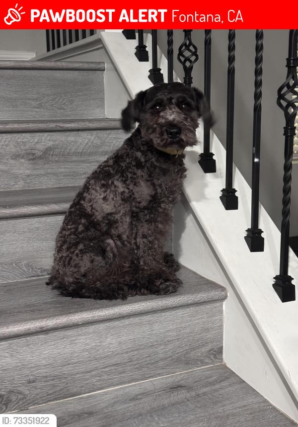 Lost Male Dog last seen Laurel and Pacific Electric Trail, Fontana, CA 92335