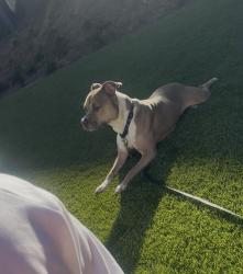 Reunited Female Dog last seen Roswell rd, Norcross, GA 30071
