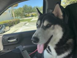 Reunited Unknown Dog last seen Port St. Lucie, Port St. Lucie, FL 34986