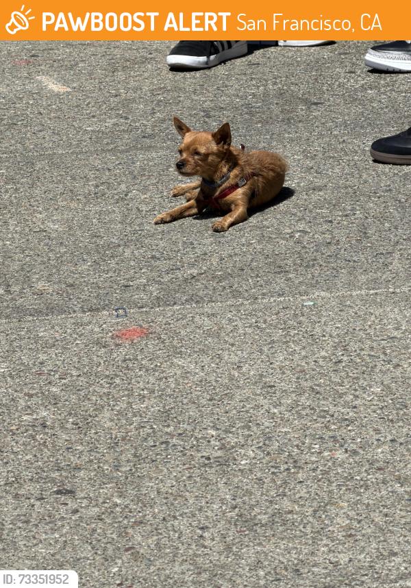 Found/Stray Unknown Dog last seen Buchanan and post, San Francisco, CA 94115